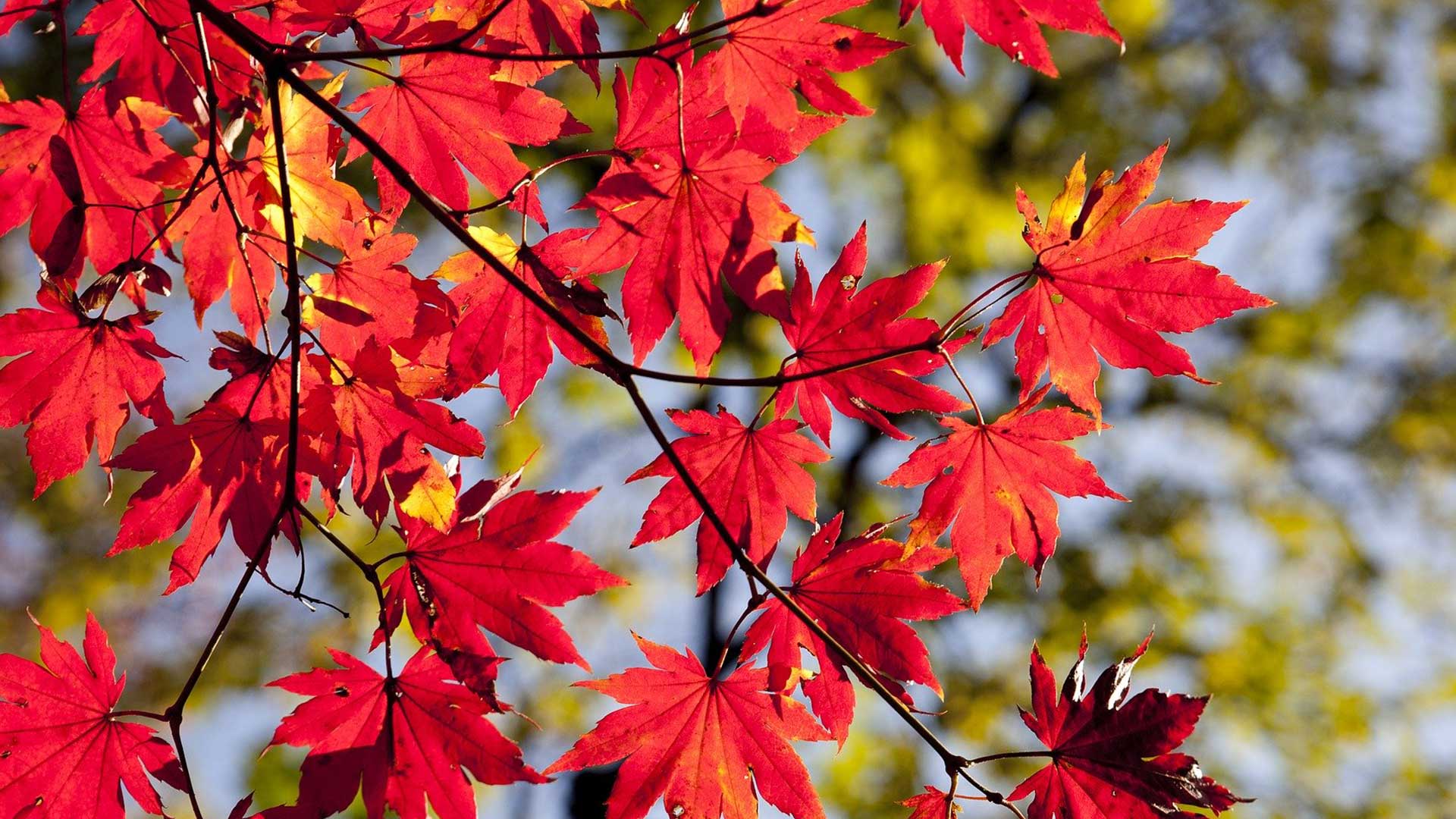 Herbstkurse Intensiv